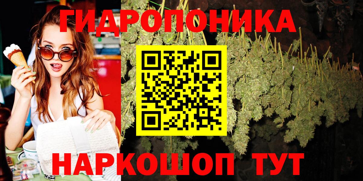 Каннабис гибрид Курчалой